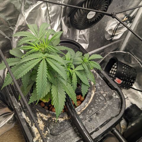 Gelato.OG X4 growlog timeline photo