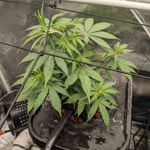 Gelato.OG X4 growlog timeline photo