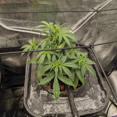 Gelato.OG X4 growlog timeline photo