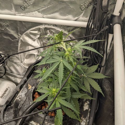 Gelato.OG X4 growlog timeline photo