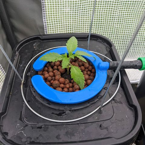 Forgotten Strawberries X2 growlog timeline photo