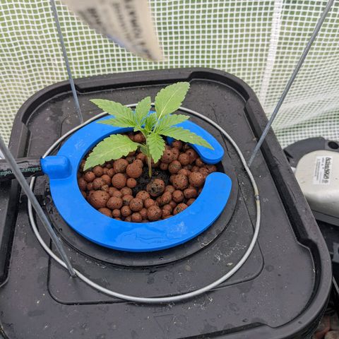 Forgotten Strawberries X2 growlog timeline photo