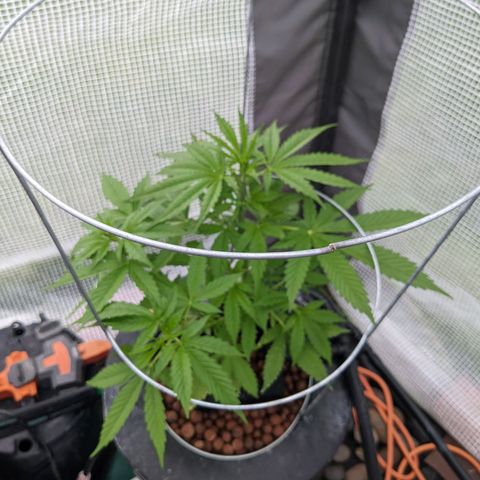 Lemon Haze X4 growlog timeline photo