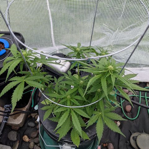 Lemon Haze X4 growlog timeline photo