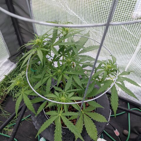 Lemon Haze X4 growlog timeline photo