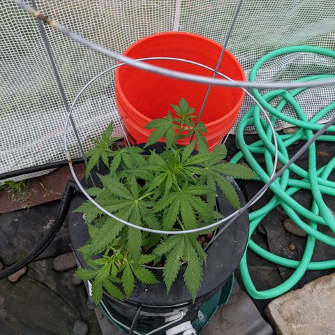 Lemon Haze X4 growlog timeline photo