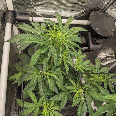 Gelato.OG X4 growlog timeline photo