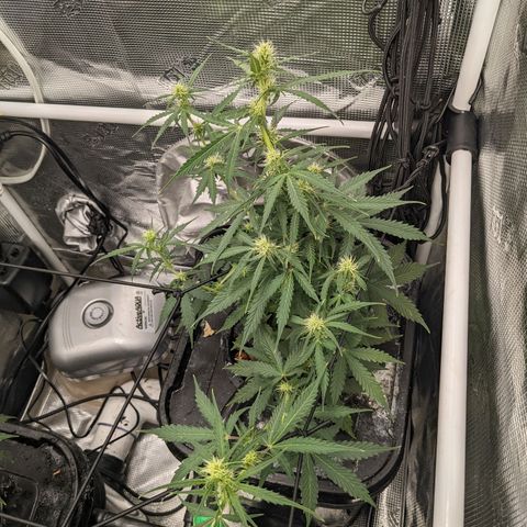 Gelato.OG X4 growlog timeline photo