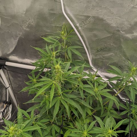 Gelato.OG X4 growlog timeline photo