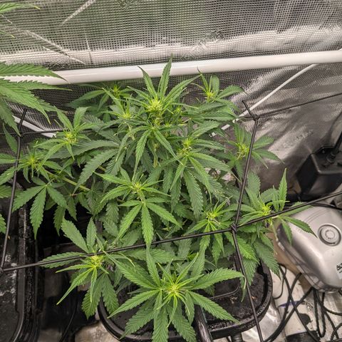 Gelato.OG X4 growlog timeline photo