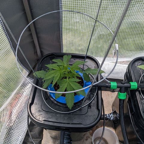 Forgotten Strawberries X2 growlog timeline photo