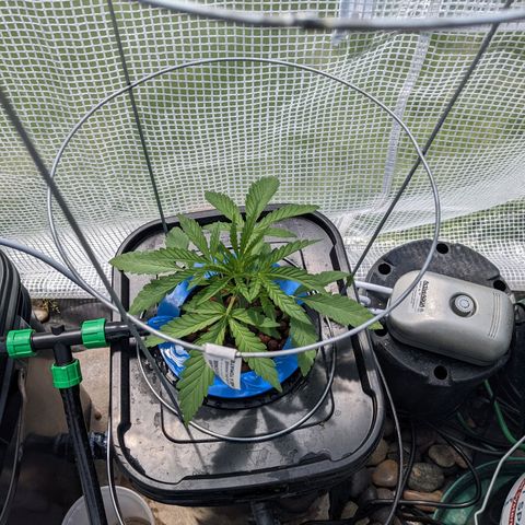 Forgotten Strawberries X2 growlog timeline photo