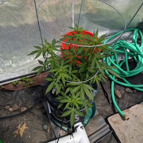 Lemon Haze X4 growlog timeline photo