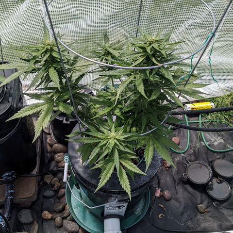 Lemon Haze X4 growlog timeline photo