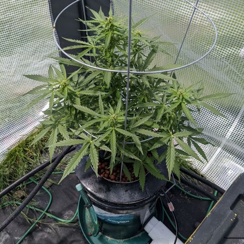 Lemon Haze X4 growlog timeline photo
