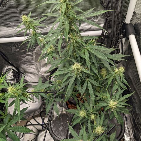 Gelato.OG X4 growlog timeline photo