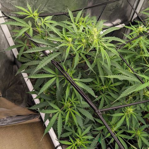 Gelato.OG X4 growlog timeline photo