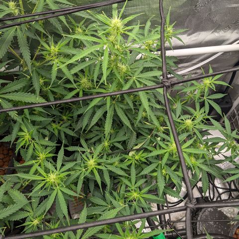 Gelato.OG X4 growlog timeline photo