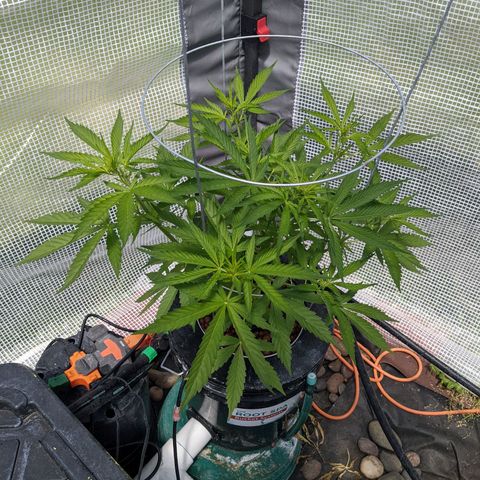 Lemon Haze X4 growlog timeline photo