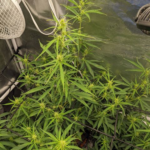 Gelato.OG X4 growlog timeline photo