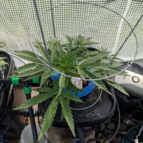 Forgotten Strawberries X2 growlog timeline photo