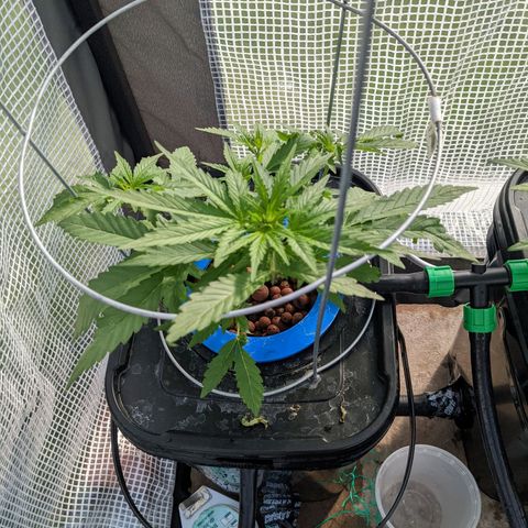 Forgotten Strawberries X2 growlog timeline photo
