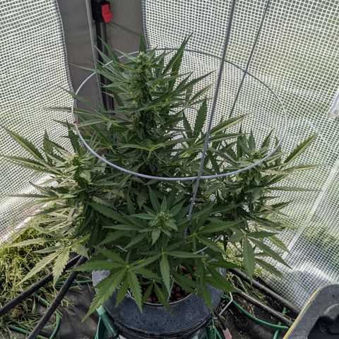 Lemon Haze X4 growlog timeline photo