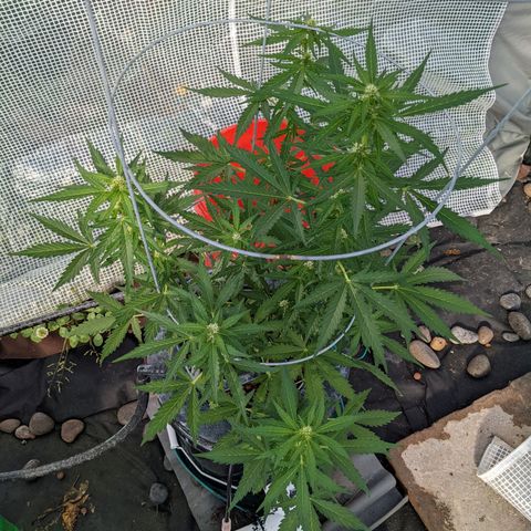 Lemon Haze X4 growlog timeline photo