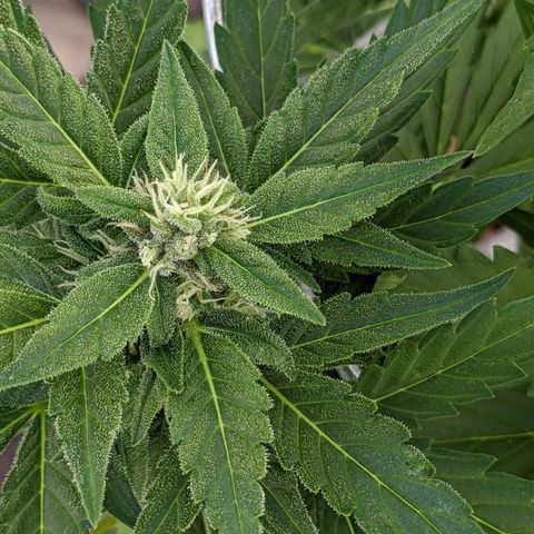 Lemon Haze X4 growlog timeline photo