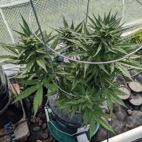 Lemon Haze X4 growlog timeline photo