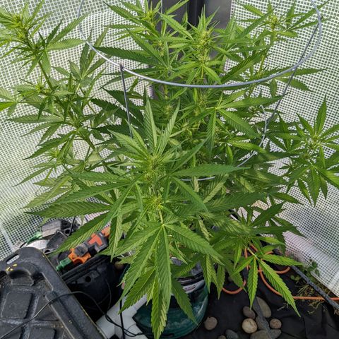 Lemon Haze X4 growlog timeline photo