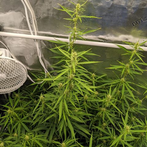 Gelato.OG X4 growlog timeline photo