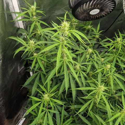 Gelato.OG X4 growlog timeline photo