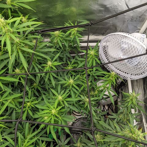 Gelato.OG X4 growlog timeline photo