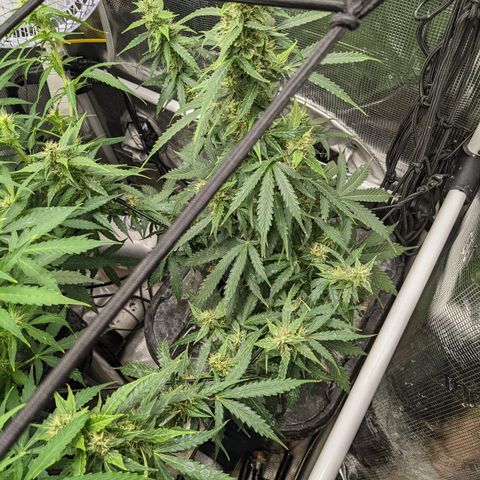 Gelato.OG X4 growlog timeline photo