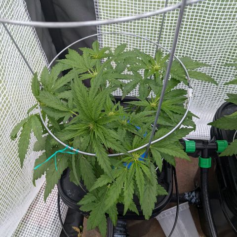 Forgotten Strawberries X2 growlog timeline photo