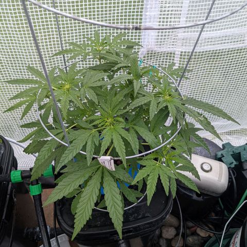 Forgotten Strawberries X2 growlog timeline photo
