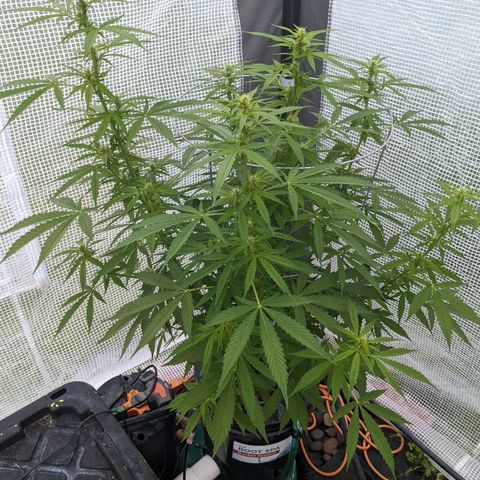Lemon Haze X4 growlog timeline photo