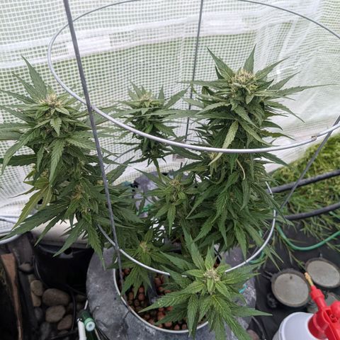 Lemon Haze X4 growlog timeline photo