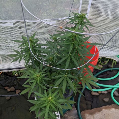 Lemon Haze X4 growlog timeline photo