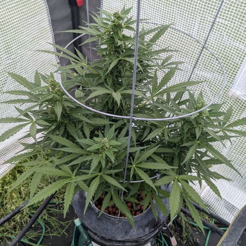 Lemon Haze X4 growlog timeline photo