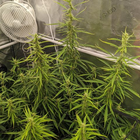 Gelato.OG X4 growlog timeline photo