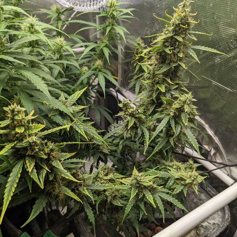 Gelato.OG X4 growlog timeline photo