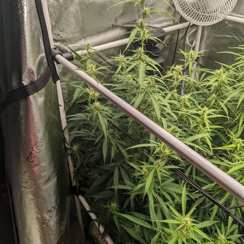 Gelato.OG X4 growlog timeline photo