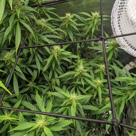 Gelato.OG X4 growlog timeline photo