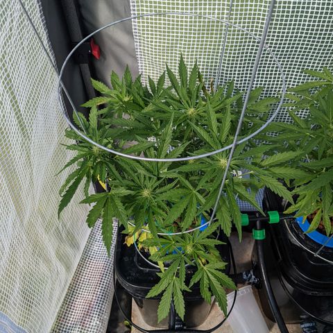 Forgotten Strawberries X2 growlog timeline photo