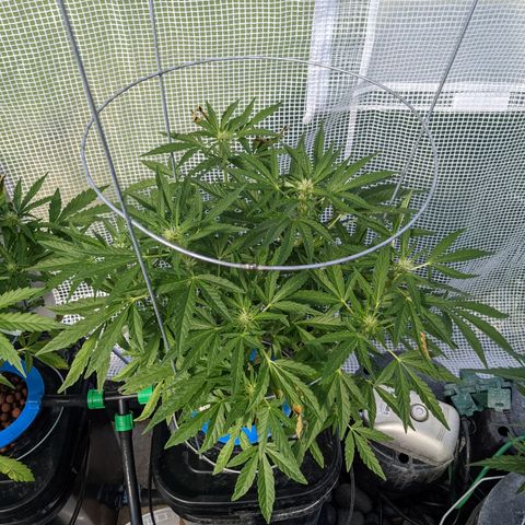 Forgotten Strawberries X2 growlog timeline photo