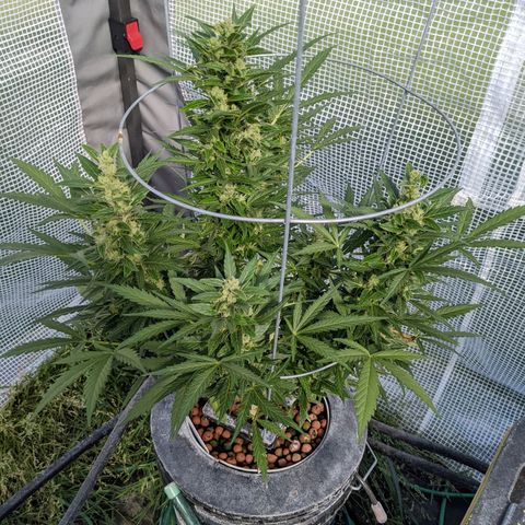 Lemon Haze X4 growlog timeline photo
