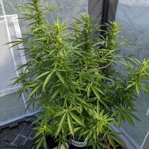 Lemon Haze X4 growlog timeline photo