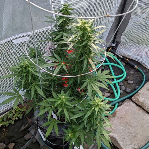 Lemon Haze X4 growlog timeline photo
